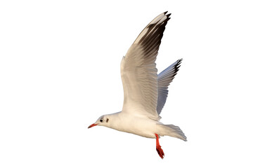 Black-headed Gull flying isolated on transparent background png file	