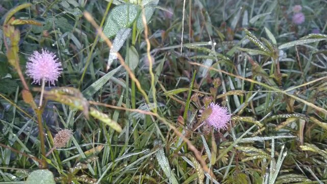 sensitive plant growing in the garden