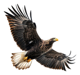 Fototapeta premium Majestic Bald Eagle in Flight Over Clear Blue Sky with Wings Spread, Isolated on Transparent Background