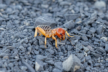 Close up photo of Jerusalem Cricket on a gravel road, Central Oregon