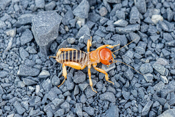 Close up photo of Jerusalem Cricket on a gravel road, Central Oregon