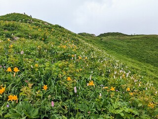 Fototapeta premium flower-filled Kanko-shindo trail on Mt. Hakusan in Hakusan City, Ishikawa Prefecture, Japan in July.