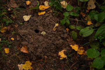 autumn leaves on the ground