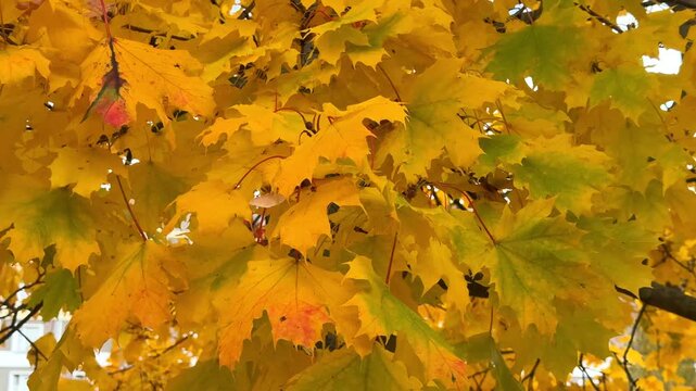 A bright, close-up view of a maple tree canopy ablaze with vibrant yellow and golden leaves against a dark trunk and branches, illuminated by sunlight, capturing the essence of autumn foliage.