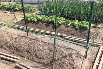 家庭菜園の写真