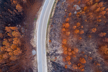 A top down aerial view of a road winding through a burnt forest The Journey Through a Scarred Landscape