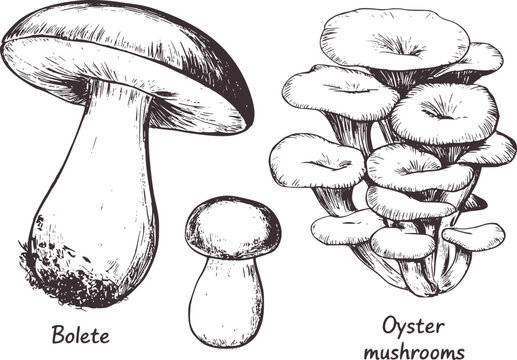 Detailed black and white illustration of bolete and oyster mushrooms fungi edible