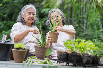 Obraz premium Two senior women plant aloe vera in eco-friendly pots outdoors. They work together with care and joy, promoting sustainable gardening and love for nature in a green, peaceful environment.