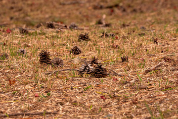 草地に落ちた松ぼっくり
