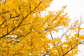 黄色に染まる秋の葉
