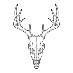 Intricate Line Drawing of a Deer Skull with Antlers Showcasing Detailed Anatomy and Artistic Precision