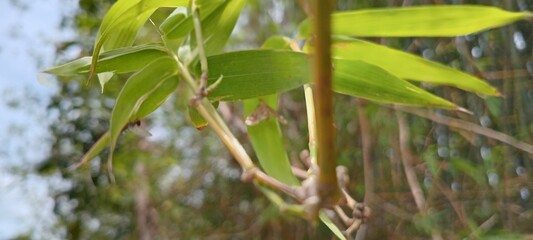 Bamboo leaves are long and pointed with a fresh green color. The veins are parallel and grow in clusters on jointed stems.