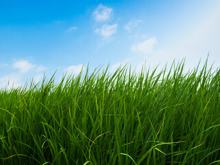 Rice field with blue sky background, jasmine rice organic agriculture farm raw food ingredient traditional asian, green grass landscape environment zero carbon energy eco concept.
