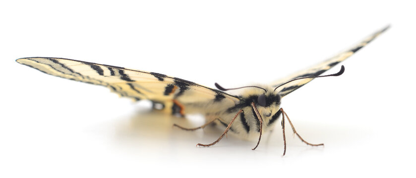 Butterfly with spread wings isolated on white background