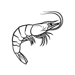 Detailed line drawing of a shrimp showcasing its segmented body, antennae, and multiple legs in a realistic style