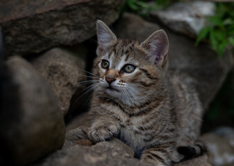 cut kitten portrait close up