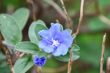 エボルブルピロサス（アメリカン・ブルー）　American Blue