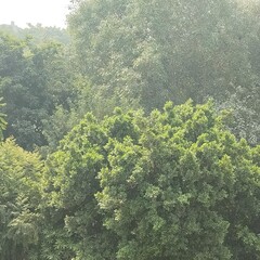 green forest in the morning