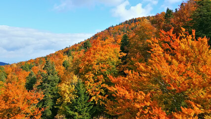 Vibrant autumn foliage blankets a mountain ridge, showcasing orange, red, and green leaves. The dense forest landscape under a clear blue sky highlights the beauty of seasonal change.