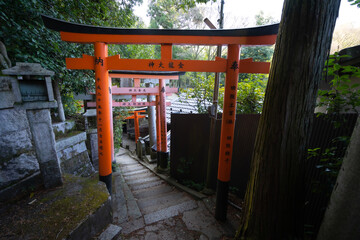 The shot captures a serene Japanese shrine nestled in a lush forest, featuring numerous traditional orange torii gates. 