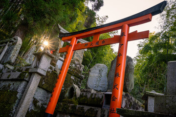 The shot captures a serene Japanese shrine nestled in a lush forest, featuring numerous traditional orange torii gates. 