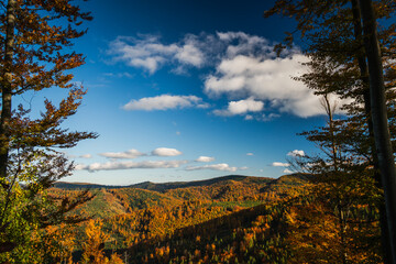 Fototapeta premium A mountain covered in trees with a blue sky in the background - Beskids Mountains, Poland
