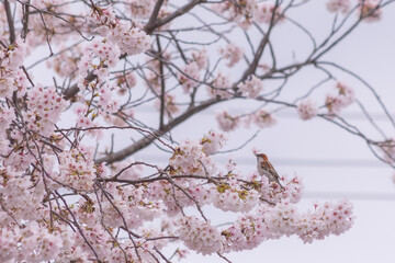 桜と小鳥