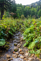 the sources of a mountain river high in the mountains on alpine meadows during the melting of snow, morning in nature