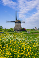Scenic landscape of historic strijkmolen b is a Dutch windmill and mustard bloom in the Netherlands .