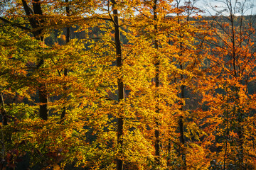 A mountain covered in trees with a blue sky in the background - Beskids Mountains, Poland