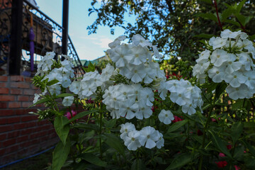 White phlox blooming in the courtyard of a private house in the evening