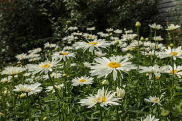 Large garden daisies bloom in the city park