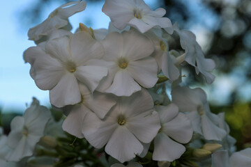 White paniculate phlox blooming in the evening summer time
