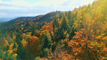 Fototapeta premium A vibrant autumn landscape on a mountain ridge, with trees in fall colors. The scene captures the essence of seasonal change, highlighting light and shadow across dense foliage.