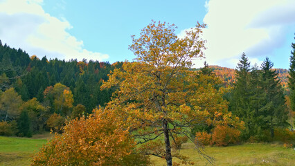 Naklejka premium A lone tree with vibrant autumn leaves stands in a lush green meadow, surrounded by a dense forest of evergreens and deciduous trees. The backdrop features a mountain ridge under a partly cloudy sky.