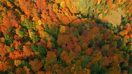 A drone captures a vibrant autumn forest, showcasing orange, red, and green leaves. The dense canopy highlights seasonal transition, with sunlight filtering through, creating a picturesque landscape.