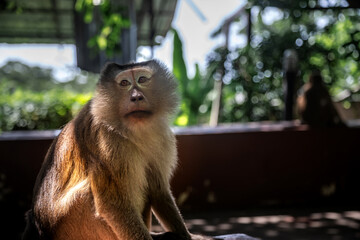 Beautiful monkeys on the road. Animal primates. Monkey mountain in thailand. Sunny day. Macaques on the street.   © Kooper