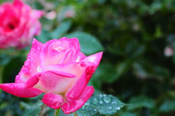 美しく咲くバラに水滴が乗っている