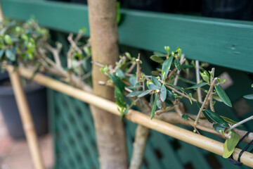 Wooden Garden Trellis with Green Leaves – Natural Fence Design