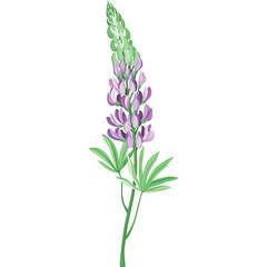 Fototapeta premium A single delicate tall purple and green lupine flower stem with leaves detailed illustration isolated on white background natural botanical beauty