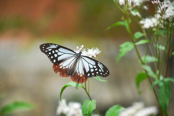 フジバカマとアサギマダラ