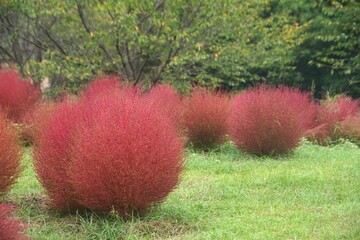 馬見丘陵のコキア