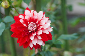 馬見丘陵のダリア