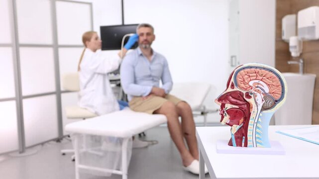 Anatomical model of human head with vascular structures and nerves in foreground of process of ultrasound examination of a man's brain by a specialist
