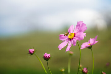 馬見丘陵のコスモス