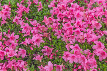 A beautiful flowerbed with pink flowers. A magnificent summer landscape. A top view.