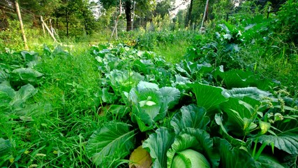 Close up of nicely formed white cabbage head and moving camera away revealing more maturing plants growing in garden beds ready to be harvested