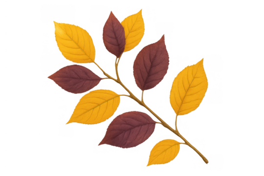 Autumn tree branch with yellow and red leaves showing seasonal colors of fall on transparent background