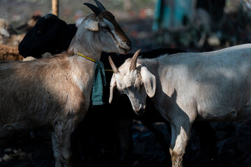 Livestock vendors selling goats on the eve of Muslim festival Eid al-Adha