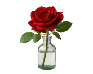 Single red rose in clear glass vase, beautiful minimal flora symbolizing love and romance. This solitary flower represents classic passion, perfect gift for an anniversary